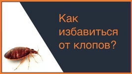 Как избавиться от клопов? 