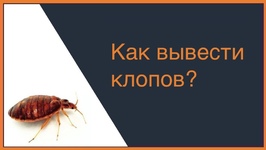 Как вывести клопов? 