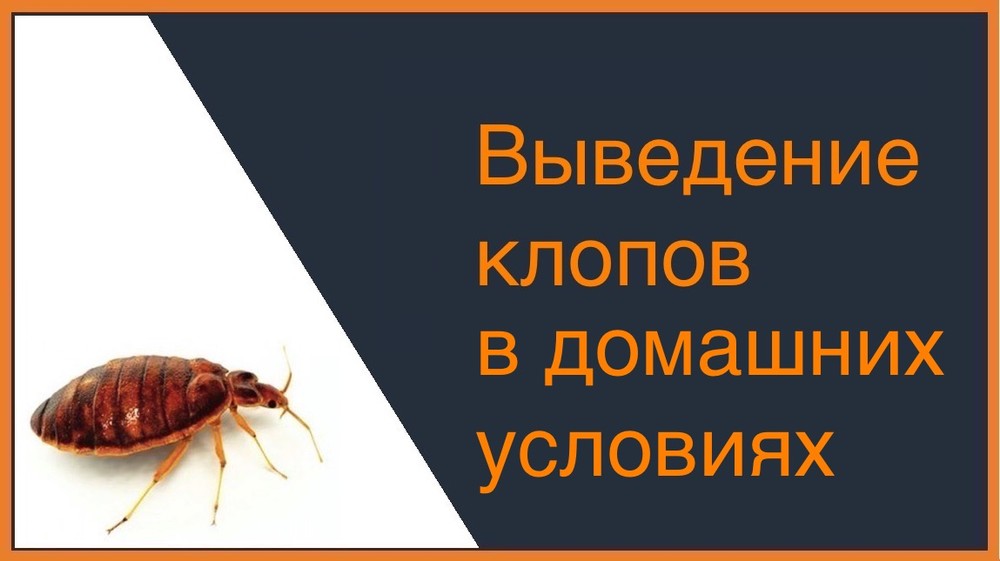 Выведение постельных клопов в домашних условиях Химках