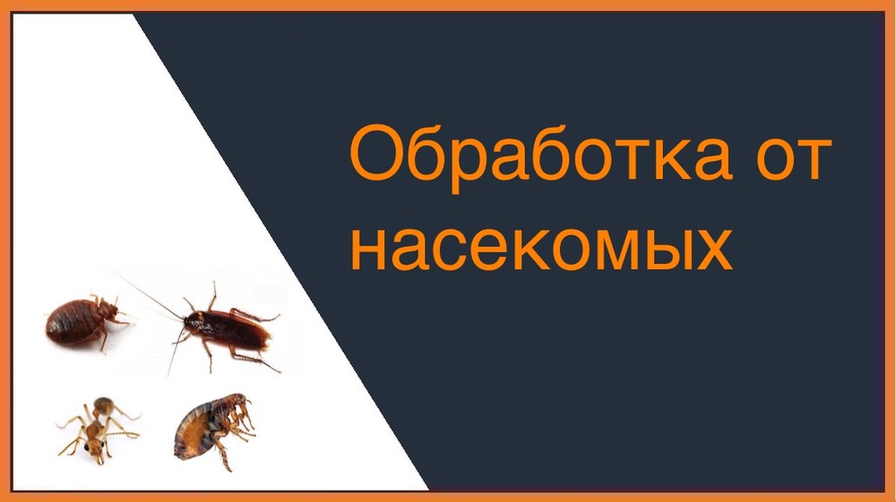 Обработка от насекомых в Химках