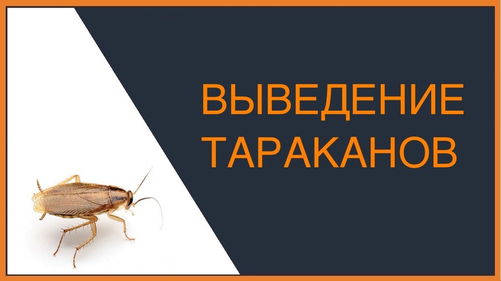 Выведение тараканов в Химках