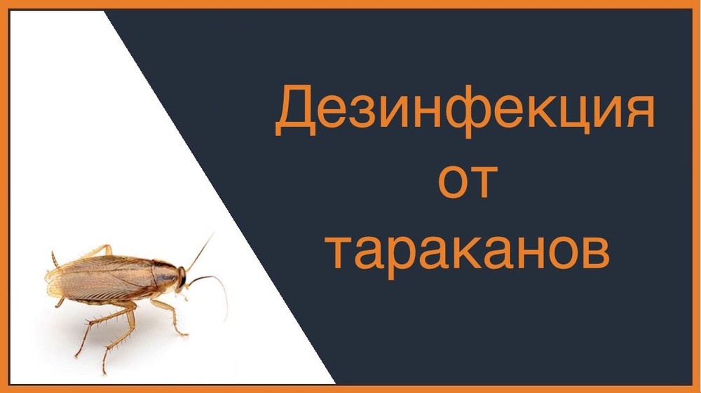 Дезинфекция от тараканов в Химках